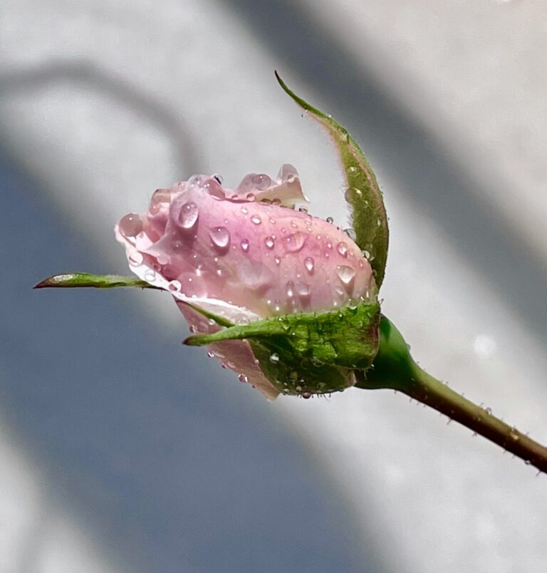 Read more about the article When You Always Feel Like You’re “Too Much” — and Still Not Enough